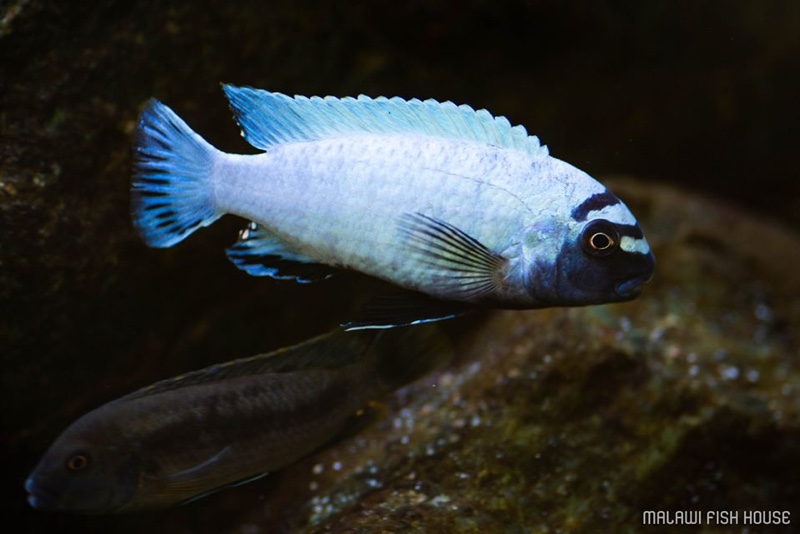 Pseudotropheus sp. 'polit' Lion's Cove
